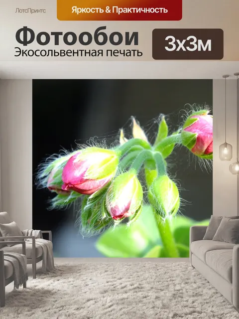 Фотообои Герань