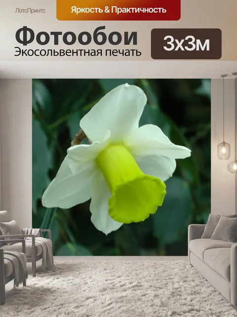 Фотообои Весна нарцисс Цветок