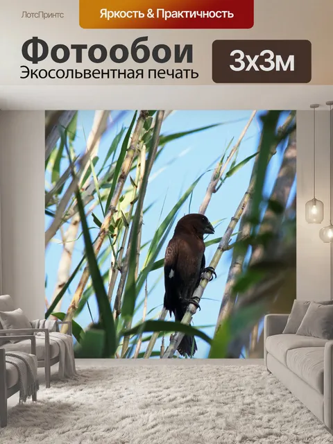 Фотообои толстоклювый ткач между камышами
