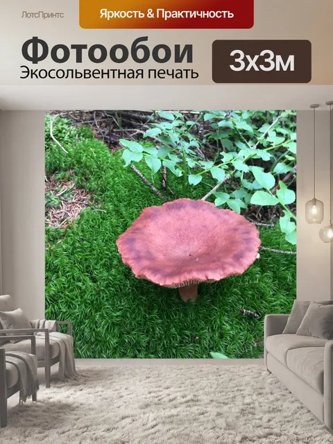 Фотообои Гриб