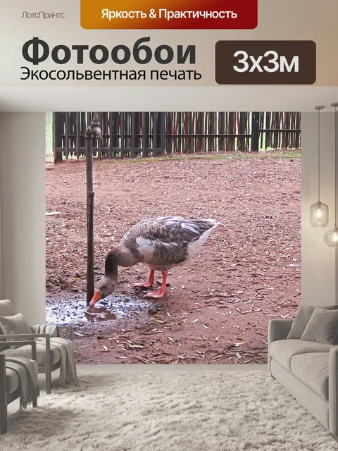 Фотообои Гусиная питьевая вода под краном