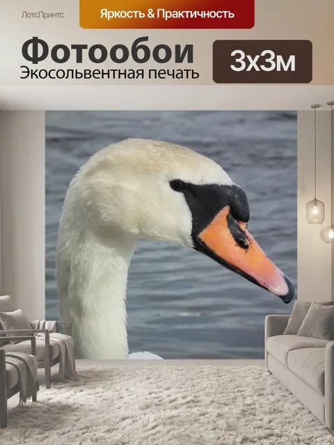 Фотообои Глава Лебедь-шипун