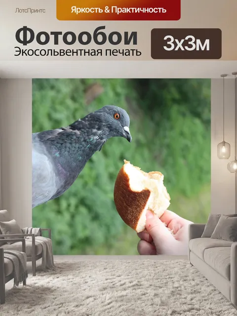 Фотообои Голубь