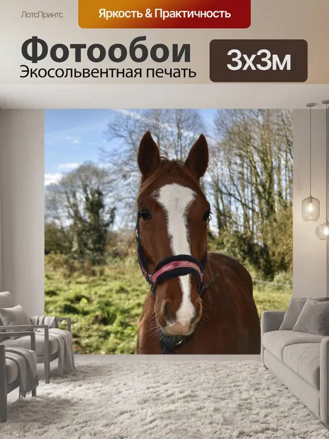 Фотообои Лошадь