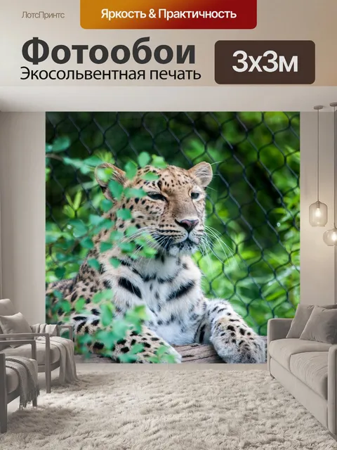 Фотообои Большие кошки