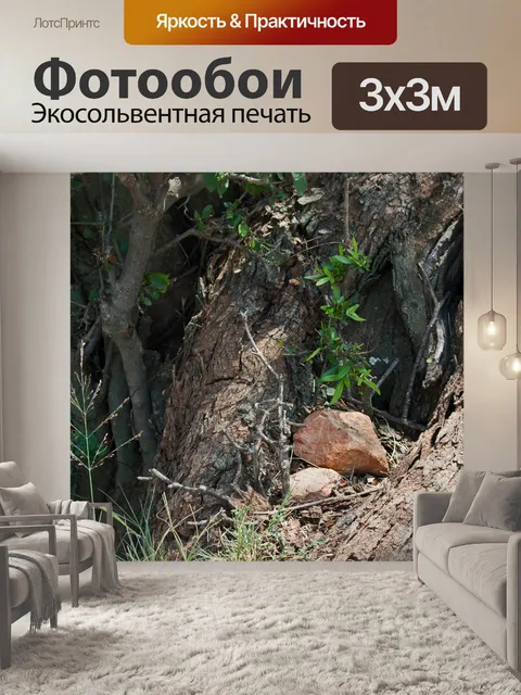 Фотообои грубая кора на стволах деревьев