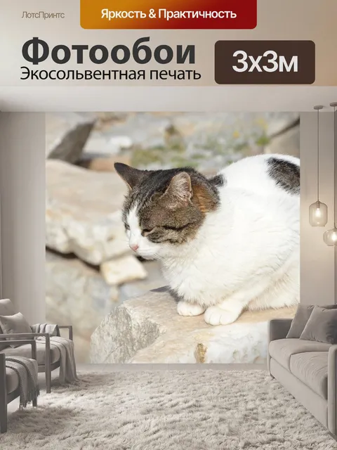 Фотообои Кошка