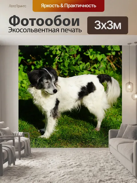 Фотообои Собака