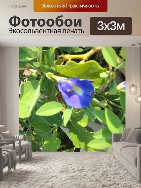 Фотообои Синий