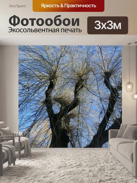 Фотообои Плакучая ива