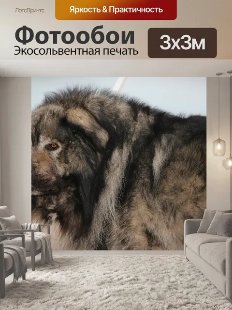 Фотообои Собака
