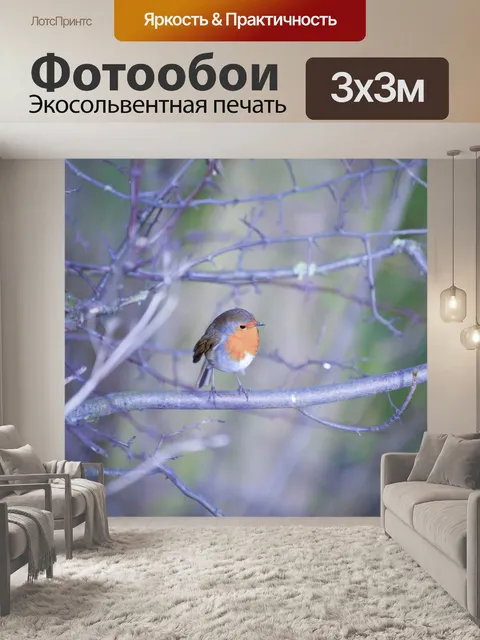 Фотообои Робин, Erithacus rubecula
