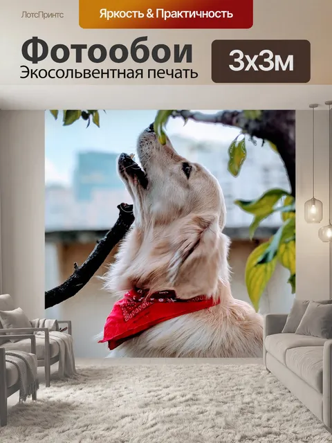 Фотообои Собака
