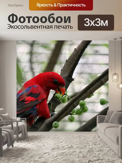 Фотообои Красный попугай ест фрукты на