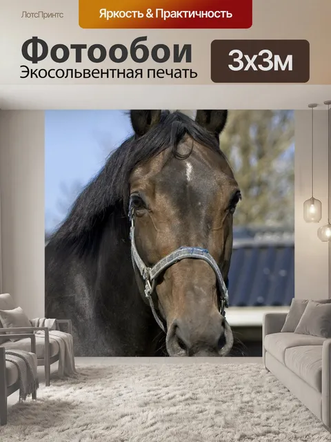 Фотообои Лошадь