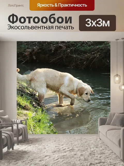 Фотообои Собака