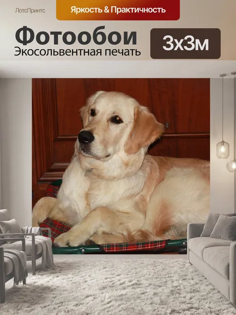 Фотообои Собака
