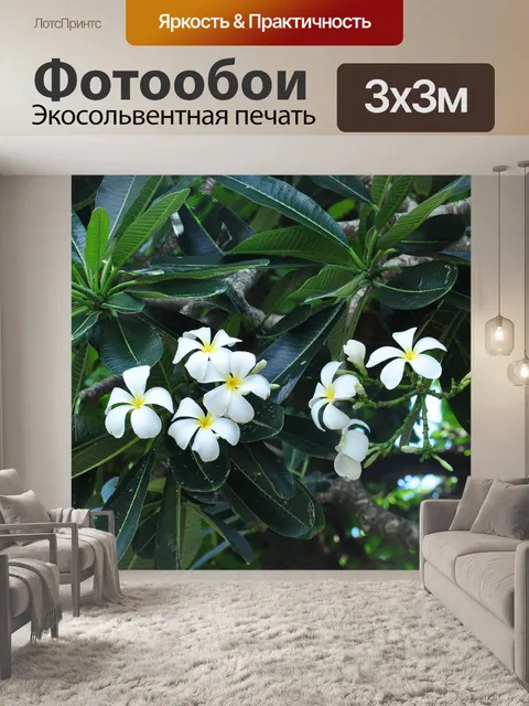 Фотообои Франжипани