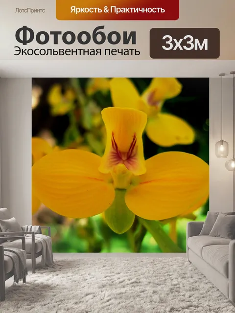 Фотообои желтый цветок орхидеи