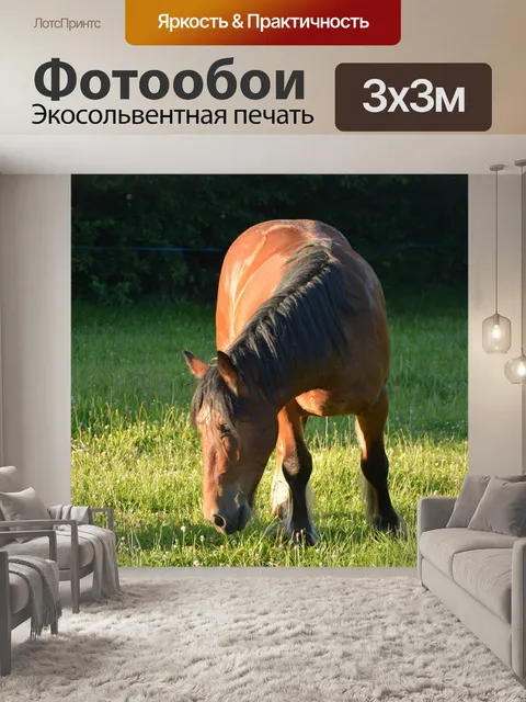Фотообои Лошадь