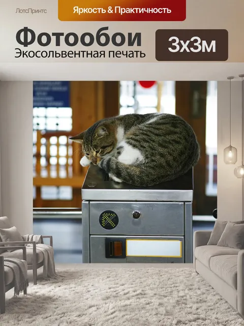 Фотообои Кошка