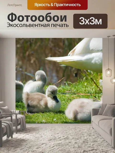 Фотообои Cygnets и лебедь