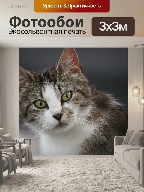 Фотообои Кошки