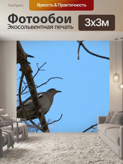 Фотообои Утренний голубь