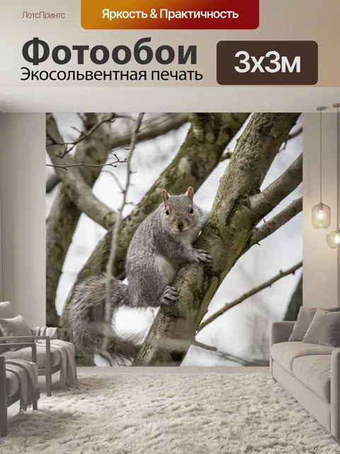 Фотообои Серые Белки Sciurus carolinensis