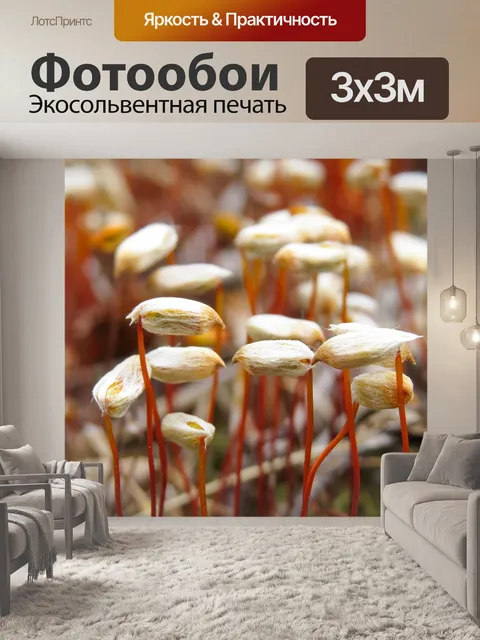 Фотообои Лес