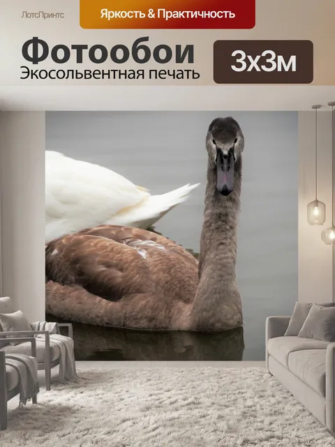 Фотообои Лебеди