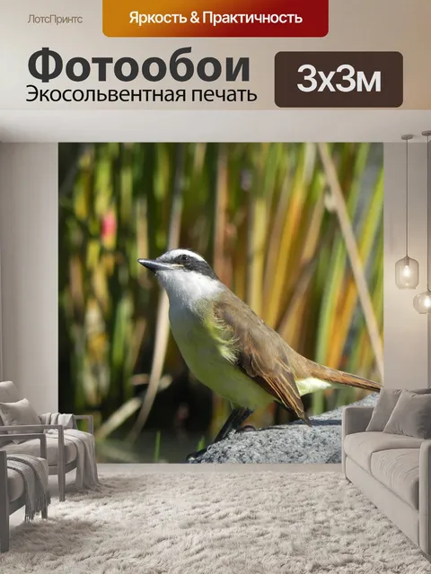 Фотообои Птиц