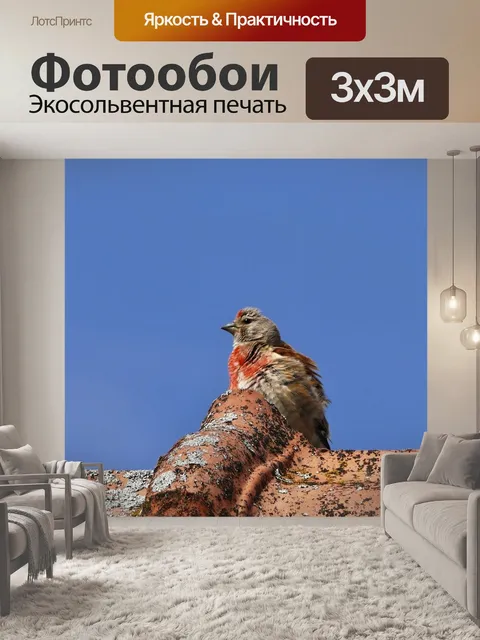 Фотообои Птица
