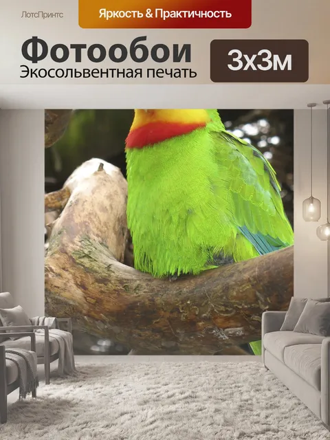 Фотообои Роскошный попугай