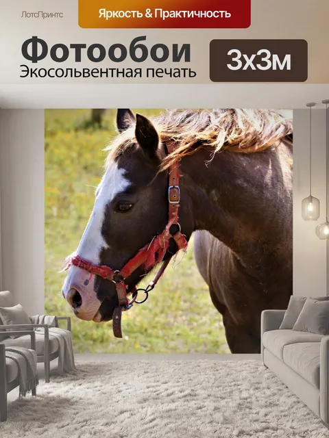 Фотообои Лошадь