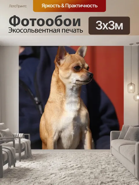 Фотообои Собака
