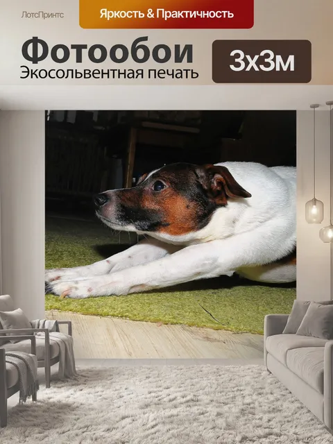 Фотообои Собака