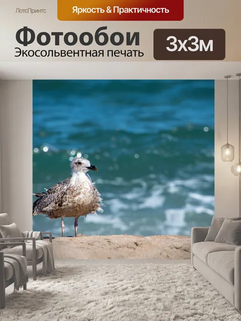 Фотообои Чайка, морская птица, море