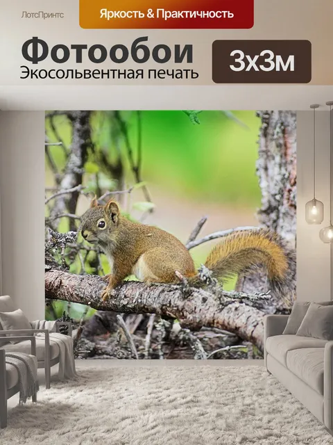 Фотообои Белка