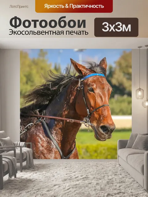 Фотообои Лошади