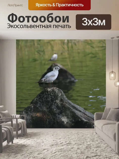 Фотообои Серебристой чайки