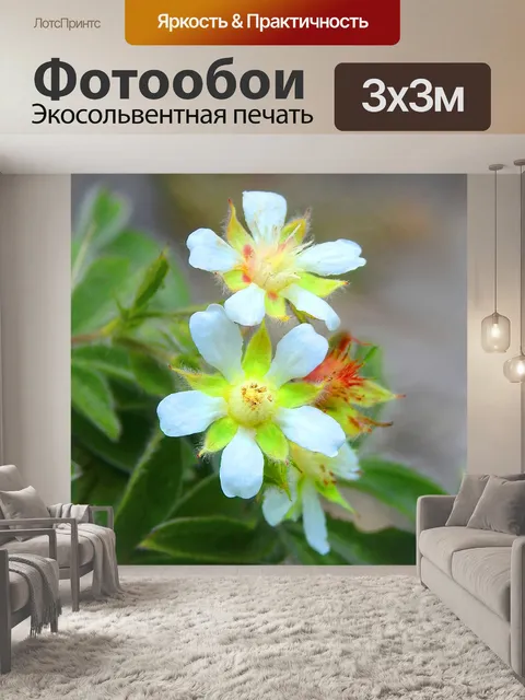 Фотообои Цветы