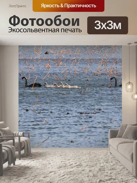 Фотообои Лебеди
