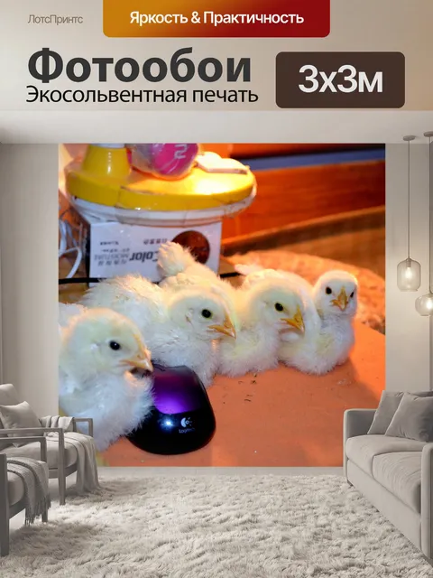 Фотообои Четыре Chicks