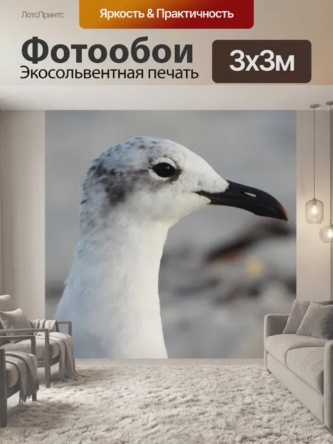 Фотообои Чайка