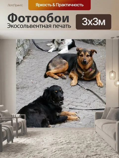Фотообои Ожидающий