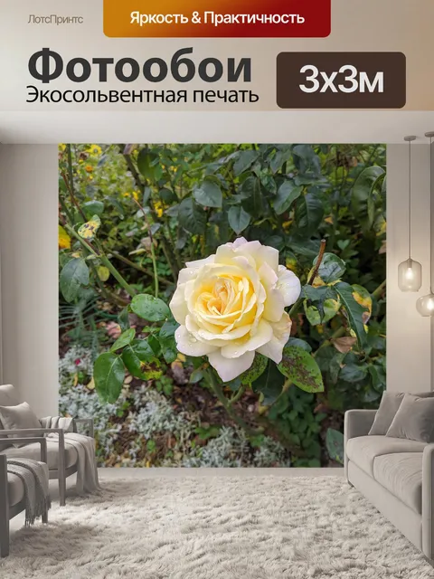 Фотообои Роза