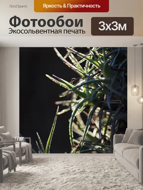 Фотообои колючие листья эпифита