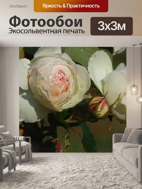 Фотообои Розы