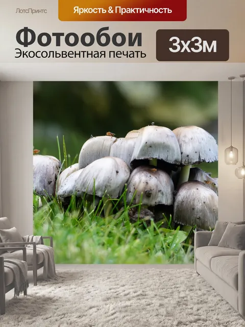 Фотообои Гриб